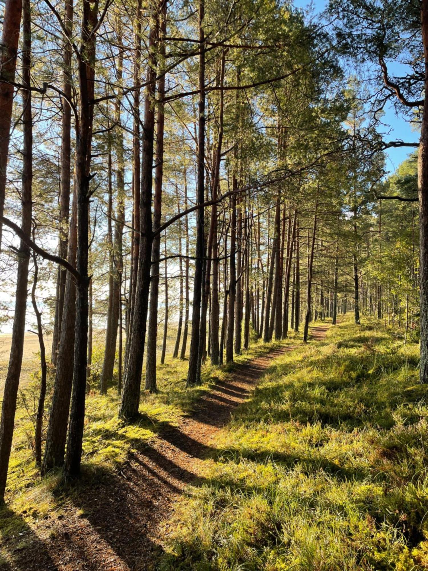11 Pine View Apartman Ķesterciems Kültér fotó